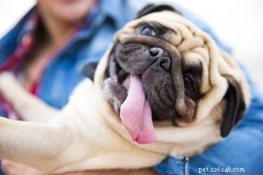 What Drives a Dog’s Choice of Favorite Human?