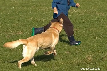 Should You Chase Your Dog? Safe Play Tips for Fun and Security