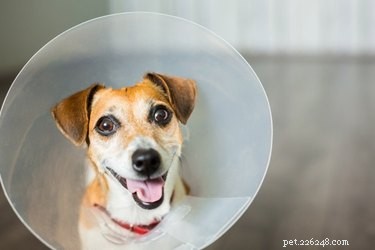 How Neutering Extends Your Dog’s Lifespan: A Proven Health Benefit