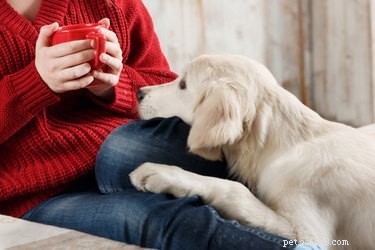 The Dangers of Coffee for Dogs: Health Risks and How to Protect Your Pet