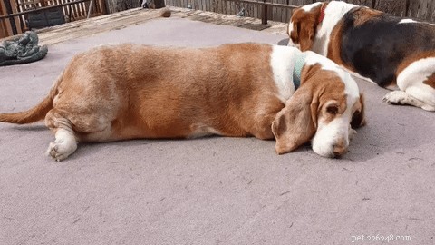 Understanding Your Dog s Tail: What Every Wag and Tuck Really Means