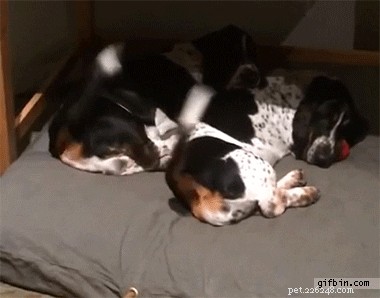 Understanding Your Dog s Tail: What Every Wag and Tuck Really Means