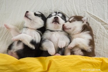 Why Does My Puppy Shiver in Sleep? Common Causes & When to Seek Veterinary Care