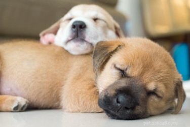 Why Does My Puppy Shiver in Sleep? Common Causes & When to Seek Veterinary Care