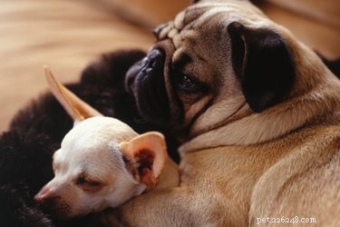 Understanding Bonded Pair Dogs: Why They Need a Shared Home