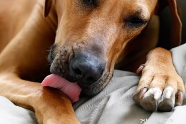 Understanding Your Dog s Excessive Paw Licking: Causes and Solutions