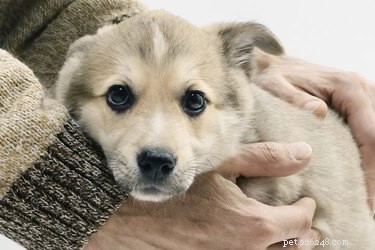 Managing Noise Anxiety in Dogs: Reduce Fear & Destructive Behavior