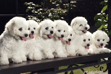 Training Multiple Puppies Simultaneously: Proven Tips for Success