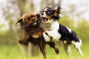 How to Handle a Bullying Puppy: Proven Strategies to Rewire Dominant Behavior