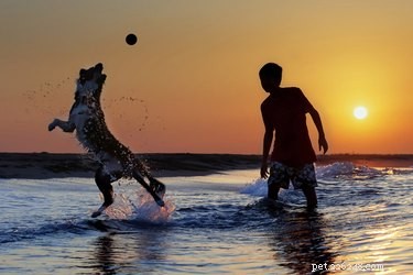 When Are Dogs Most Energetic? A Guide to Their Daily Activity Patterns