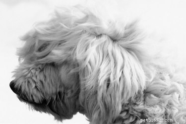 Key Indicators of an Unhealthy Dog Coat