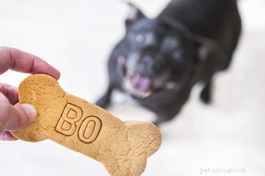 Optimal Treat Frequency for Your Dog: Health, Training, and Nutrition