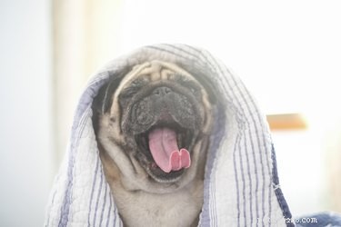 How to Stop Your Dog from Waking You Up Early – Simple Morning Solutions