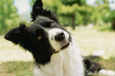 Why Does My Dog Pee Only at Home? Understanding and Fixing the Problem