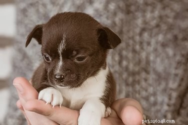 Understanding Chihuahua Shaking: Causes & Solutions