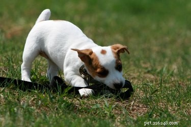 Stop Your Puppy from Chewing His Leash – Proven Strategies