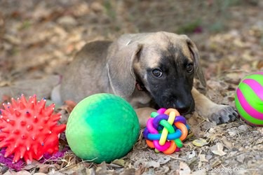 The Science Behind Dogs  Obsession With Squeaky Toys