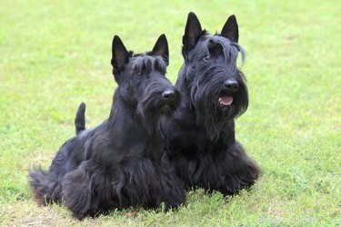Rough vs. Soft Dog Coats: What You Need to Know for Proper Grooming