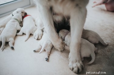 Can Touching Newborn Puppies Trigger Maternal Rejection?