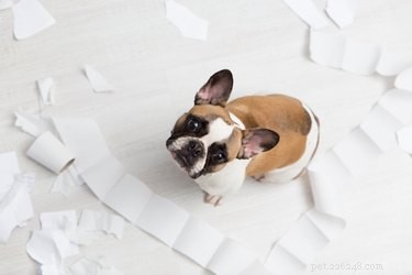 Why Does My Dog Eat Paper? Understanding the Behavior & How to Stop It