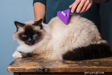 How to Eliminate Cat Dandruff: Proven Tips for a Healthy, Flake-Free Coat