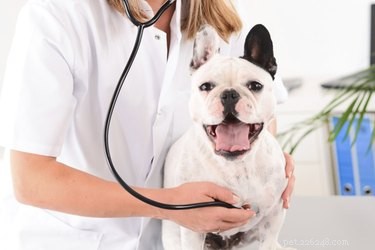 Brachycephalic Breeds: Understanding Respiratory Health Challenges