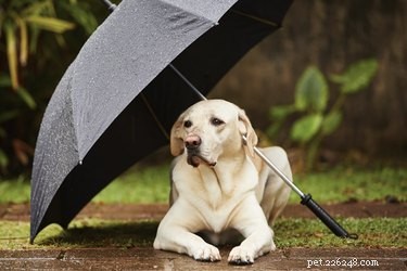 Why Your Dog Refuses to Pee in the Rain – Quick Solutions