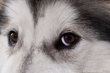 Recognizing and Treating Eye Issues in Dogs: A Guide for Pet Owners
