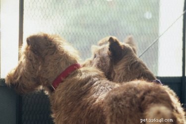 Safeguard Your Screen Door: Proven Tips to Stop Dogs from Destroying the Mesh