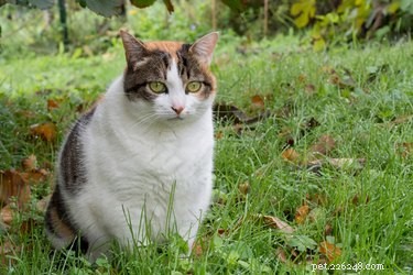 How to Spot If Your Cat Is Pregnant: Signs & Tips