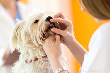 What Causes Yellow Teeth in Dogs? Prevention & Treatment Guide
