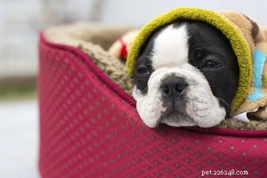 Choosing the Ideal Spot for Your Dog’s Bed: Comfort, Visibility, and Safety