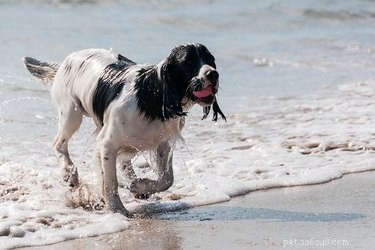 Preventing Saltwater Poisoning in Dogs: Essential Owner Guidance