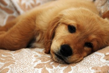 Understanding and Addressing Your Puppy’s Upset Stomach
