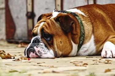 Understanding Sudden Behavioral Changes in Dogs