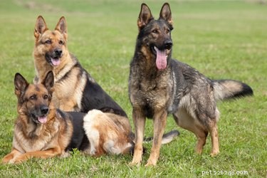 The Science of Dog Dominance: How They Build Social Hierarchies