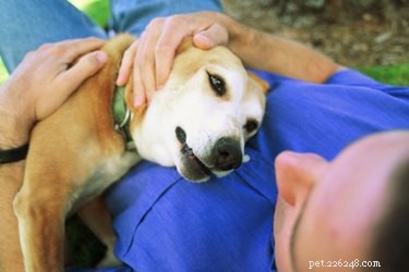 How to Foster a Loving Bond with Your Dog