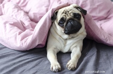 Why Your Puppy Shivers: Common Causes & How to Help