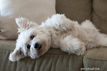 Why Does a Dog’s Hair Stand Up? Common Causes Explained