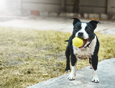 Understanding Why Some Dogs Are Naturally Quiet