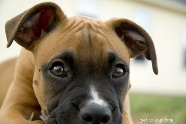 Understanding Dog Skin Moles and Growths: When to Seek Veterinary Care