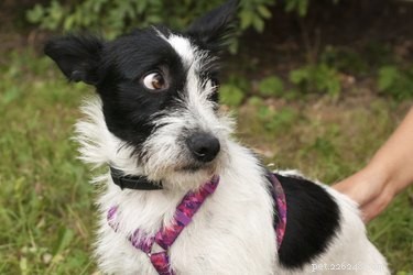 Understanding the Root Causes of Dog Anxiety
