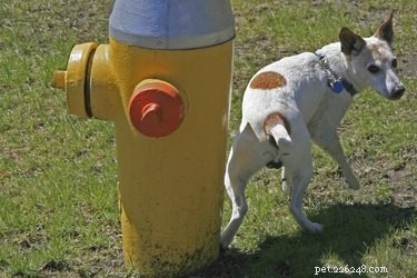 Why Do Dogs Scratch the Ground After Pooping? Understanding Their Natural Instinct