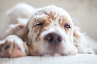 Why Is My Dog Urinating on My Bed? Causes & Solutions