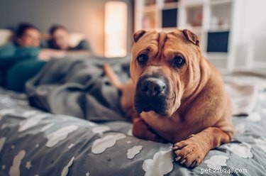 Why Is My Dog Urinating on My Bed? Causes & Solutions