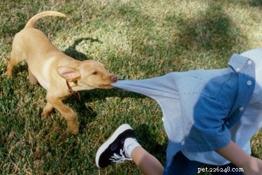How to Handle Your Dog’s Growling Around Children