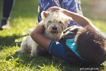 How to Handle Your Dog’s Growling Around Children