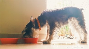 Vet-Approved Homemade Dog Food: Safe, Nutritionally Complete Recipes