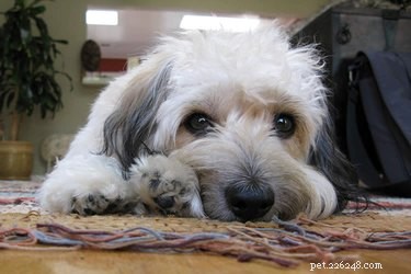 Understanding Your Dog’s Fear of a Specific Room: Causes and Solutions