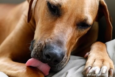 Eliminate Compulsive Dog Behavior: A Proven Guide